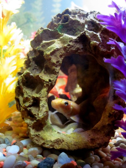 A fish friend at Doug's house. 