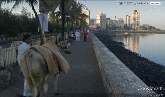 mumbai cow